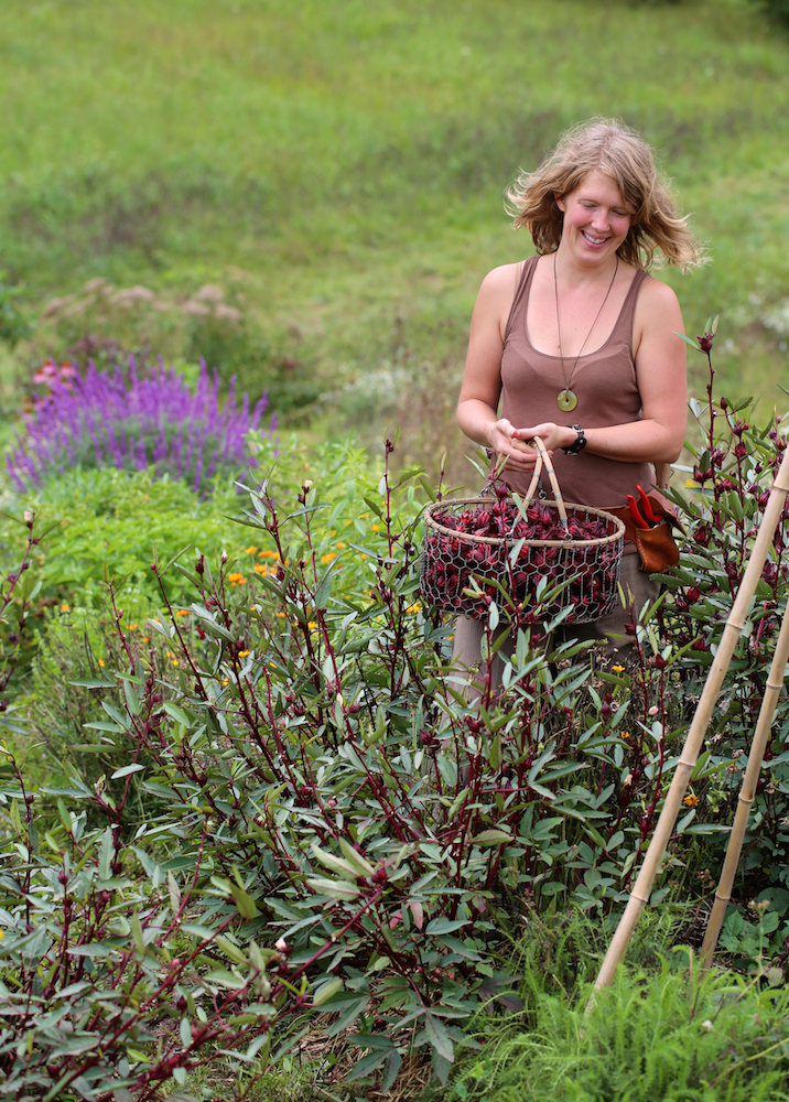 A person harvests roselle hibiscus.