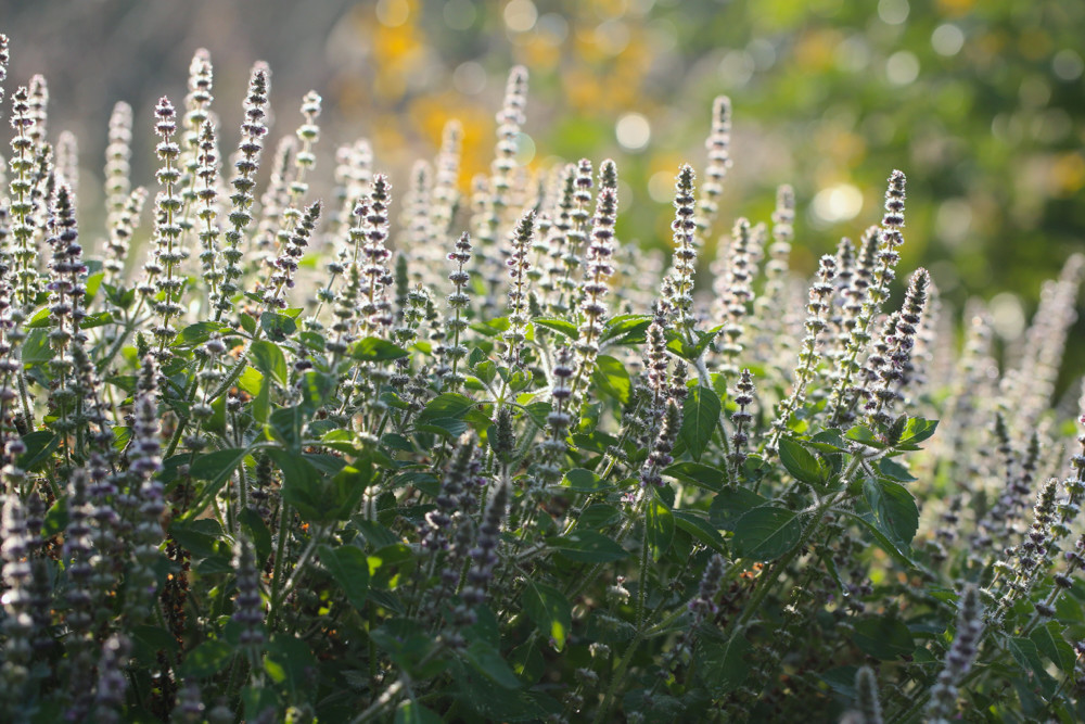 Tulsi