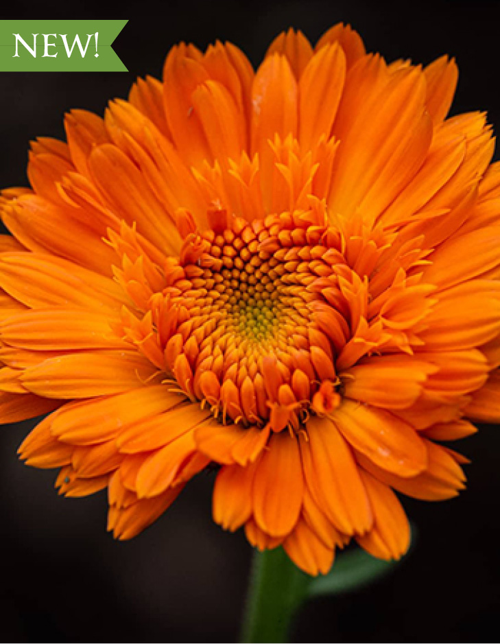 A closeup of a calendula flower.