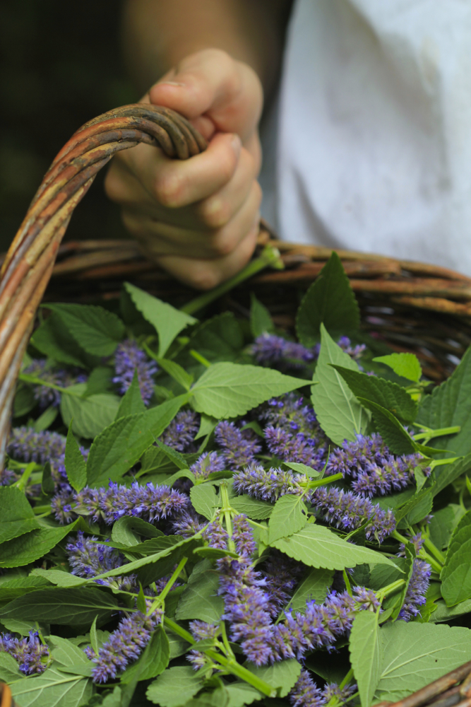 A basket of anise hyssop.