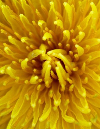 Close up of a dandelion flower.