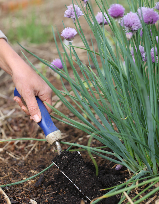 Side dressing chives with compost worm castings and organic fertilizer.