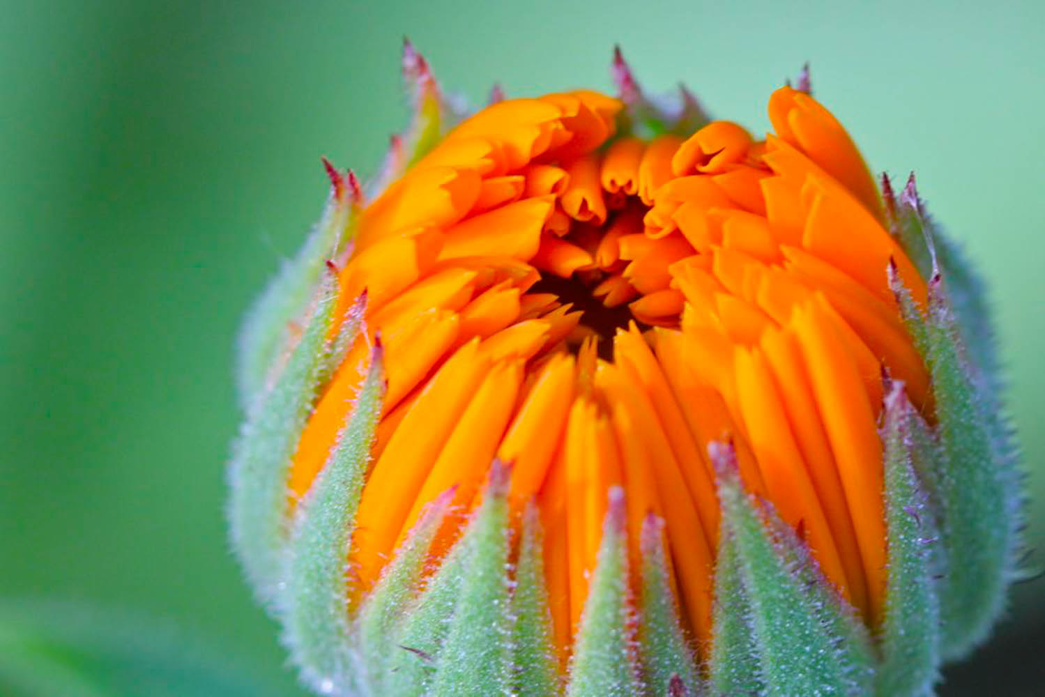 Calendula bud.