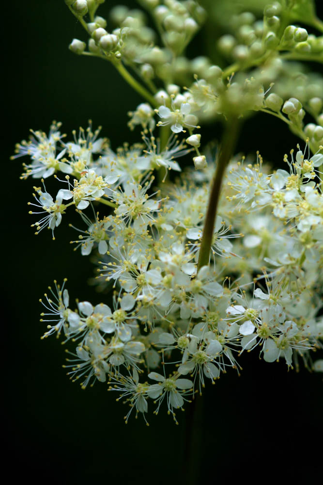 Meadowsweet