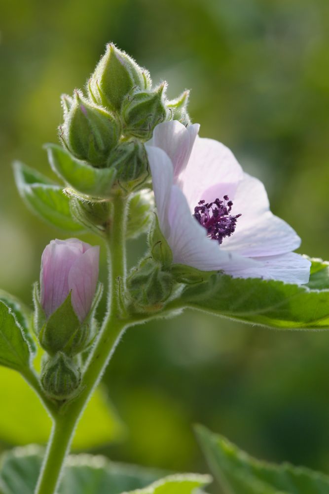 Marshmallow in flower.