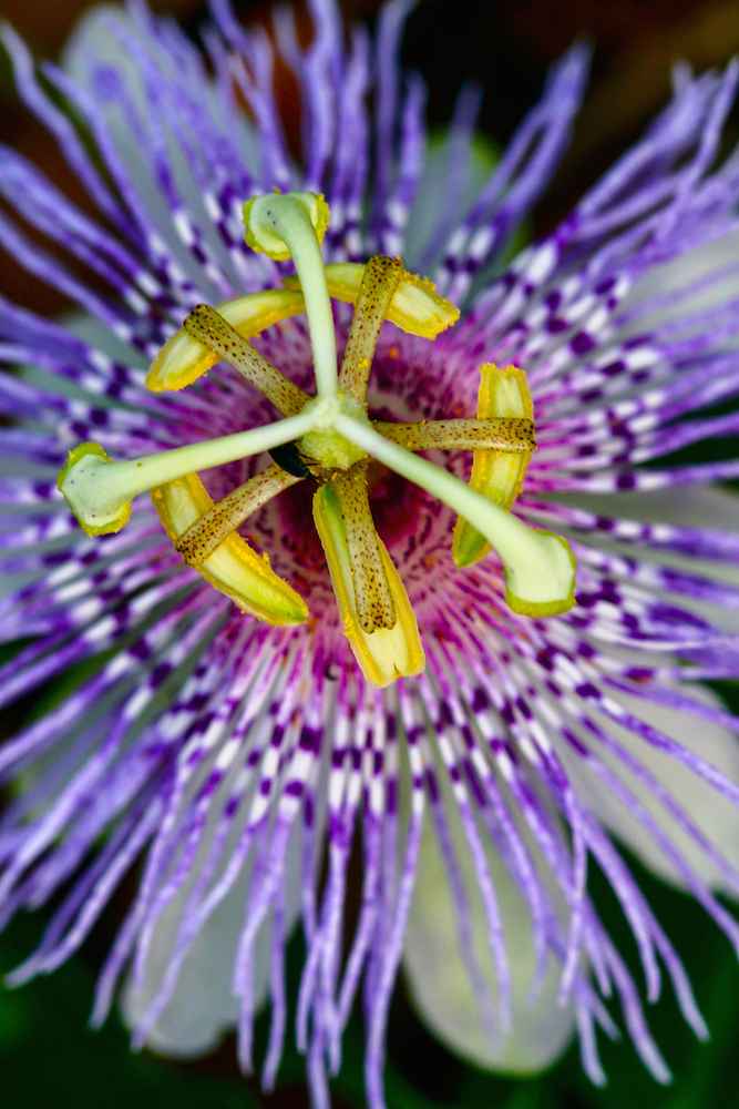 Close up of a passionflower.